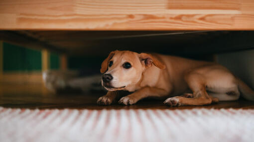 How to stop dog barking store at thunder